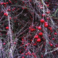 Осенняя спаржа :: Людмила Смородинская Осенняя спаржа :: Людмила Смородинская