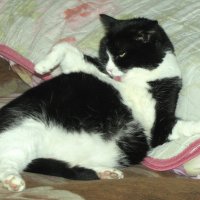 Отмывается после прогулки :: Людмила Смородинская