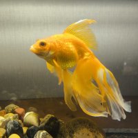 Боцман :: Anna Ivanova