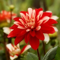 Доброе утро :: Юрий. Шмаков