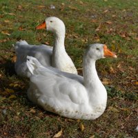 Гуси :: Константин Анисимов