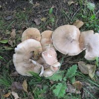 городские грибы :: Елена Шаламова