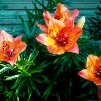 Лилии :: Александр Силинский Лилии :: Александр Силинский