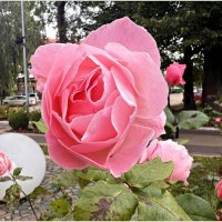 Октябрьская. :: Валерия Комова