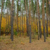 В октябрьском сосняке :: Андрей Заломленков