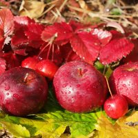 О дарах октября... :: Андрей Заломленков