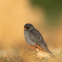 *** :: Евгений Фруман