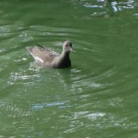 Камышница :: Рита Симонова