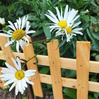 ,,, :: Сергей Тимоновский