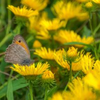 Сенница :: Наталья Димова