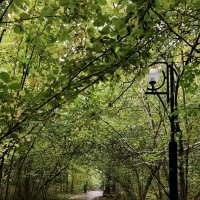 Любимыми дорожками… :: Любовь 