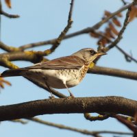 Дрозд :: Зоя Мишина