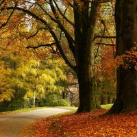 Утро осени :: Юрий. Шмаков Утро осени :: Юрий. Шмаков