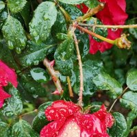 Осеннее настроение. :: Светлана 13.06.