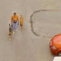 .. прогулка  с псами цвета осени... :: galalog galalog