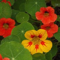 Настурция :: Freddy 97 Настурция :: Freddy 97