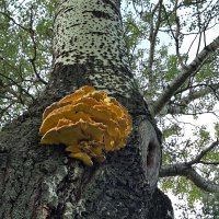 Грибочки :: Наталья 