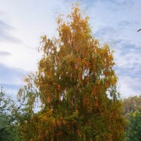 Красавица! :: Тамара Вебер