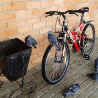 ждут хозяина :: Владимир 