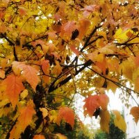 пешком по осени :: Сергей Б.