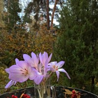 Пришло времечко и для безвременников! :: veilins veilins