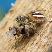 Догнала... :: Константин Штарк