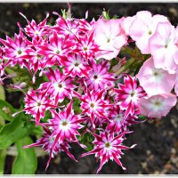 Флоксы :: Ната57 Наталья Мамедова Флоксы :: Ната57 Наталья Мамедова