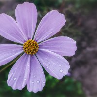 Отмороженный..) :: AZ east3 Отмороженный..) :: AZ east3