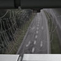 утренняя роса. :: Lucy Schneider 