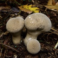 Красавец. :: Lucy Schneider 