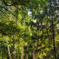 В парке :: Светлана Ищенко В парке :: Светлана Ищенко