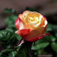 Природа :: Светлана Ищенко