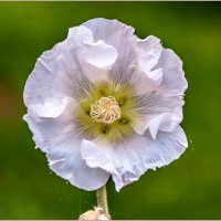 Про сентябрь... :: Aquarius - Сергей