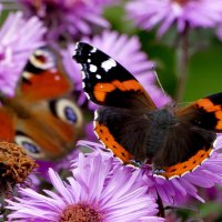 из вчерашней съёмки 5 :: Александр Прокудин