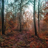 ----------- :: igor G.