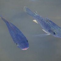 *** :: Alexander Amromin