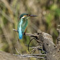 *** :: Alexander Amromin *** :: Alexander Amromin