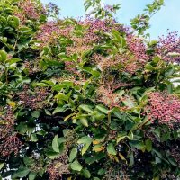 Бузина черная :: Veera V Бузина черная :: Veera V