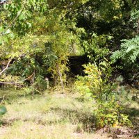 В парке :: Андрей Л. В.