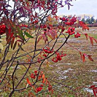 Красная рябина в церковном парке! :: Владимир 