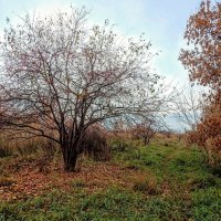 Куст остыл и листья сбросил! :: Елена Хайдукова  ( Elena Fly )