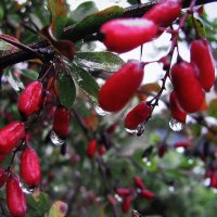 Барбариски :: Людмила Смородинская