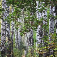 берёзовая аллея :: Елена Шаламова