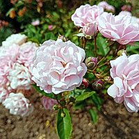 Цветы. :: Владимир Драгунский Цветы. :: Владимир Драгунский