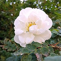 Цветы. :: Владимир Драгунский Цветы. :: Владимир Драгунский