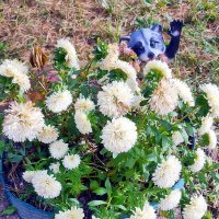 Любитель цветов :: Ольга Довженко