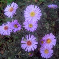 Осенние цветы :: Елена Семигина