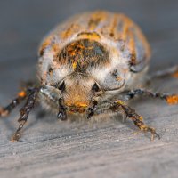 Гость :: Владимир Иванович