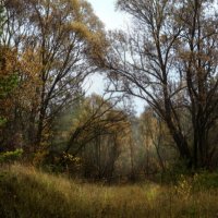 Просека :: sorovey Sol Просека :: sorovey Sol