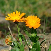 Яркие звёздочки октября :: Татьяна Смоляниченко Яркие звёздочки октября :: Татьяна Смоляниченко
